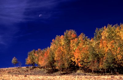 Trees on Silver Thread Highway, Colorado
