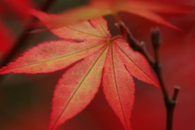 Red Acer