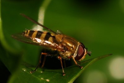 Hoverfly on Holly Leaf