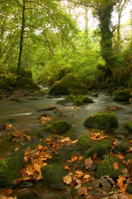 Fallen leaves in a stream