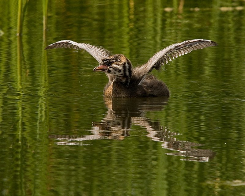 Grbe  bec bigarr / Pied-billed Grebe