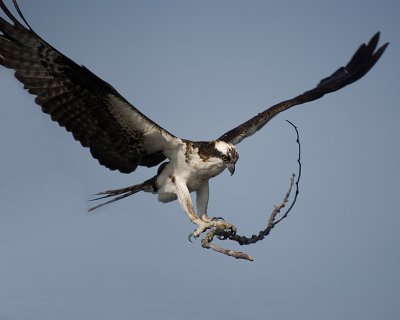 Balbuzard p�cheur / Osprey