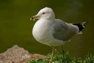 Goland  bec cercl / Ring-billed Gull