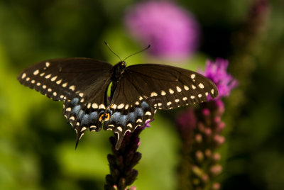 Papillon  / Butterfly