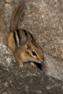 Tamia ray / Chipmunk