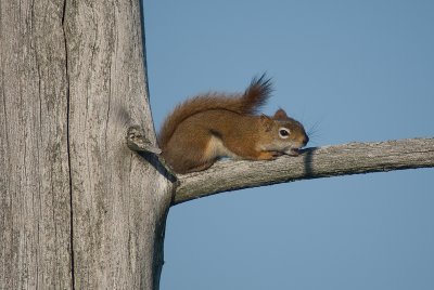 cureuil  / Squirrel