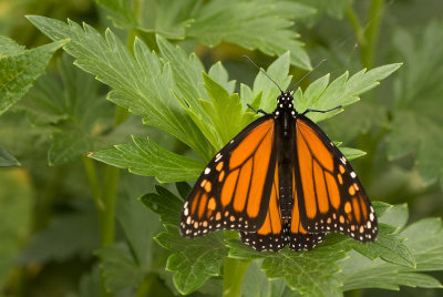 Papillon Monarque / Monarch