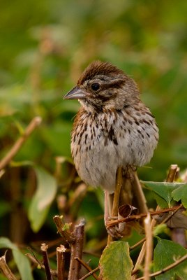 Bruant chanteur / Song sparrow