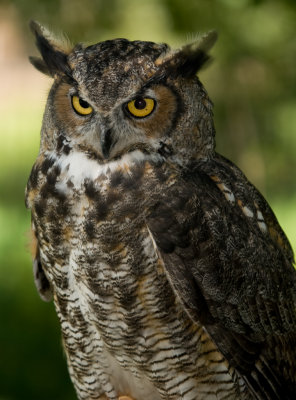 Grand Duc d'Am�rique / Great Horned Owl