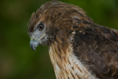 Buse � queue rousse / Red-tailed Hawk