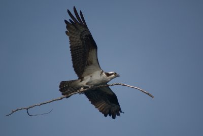 Balbuzard p�cheur / Osprey