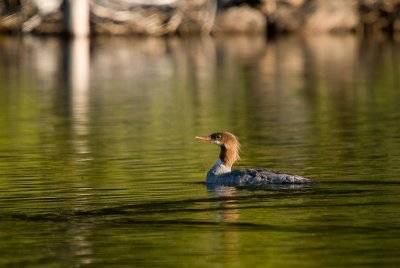 Harle Hupp / Red-breasted Merganser