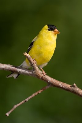 Chardonneret / American Goldfinch