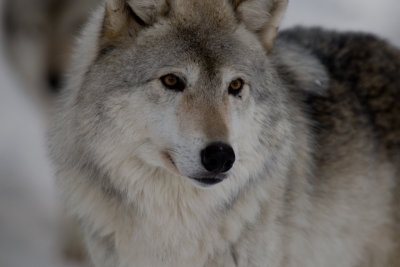 Loup gris / Timberwolf