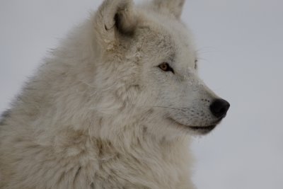 Loup d'Arctique / Arctic Wolf