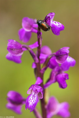 Orchis morio