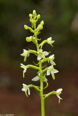 Platanthera bifolia