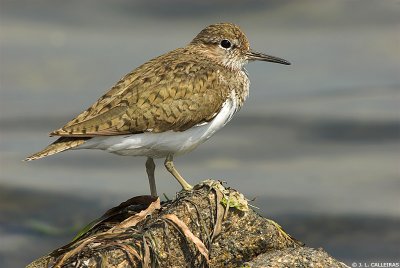 Common Sandpiper