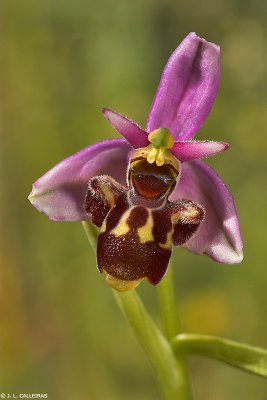   Ophrys scolopax