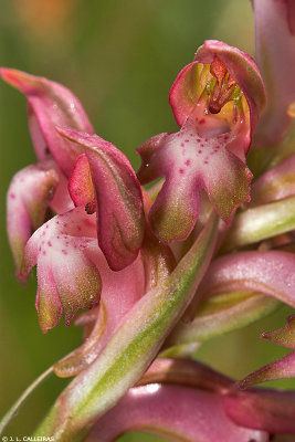   Orchis coriophora 