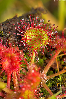  Drosera rotundifolia