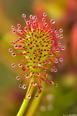 Drosera intermedia