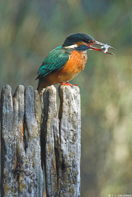 kingfisher