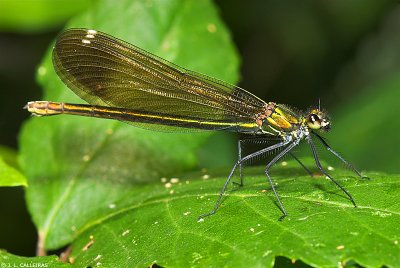 Calopteryx virgo