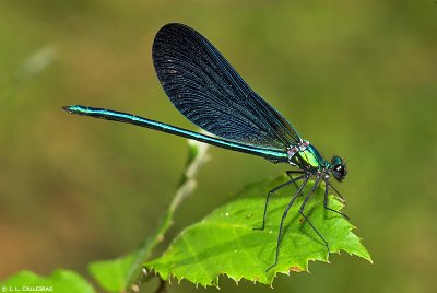 Calopteryx virgo