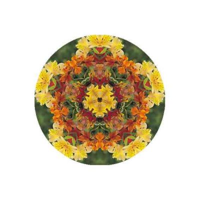 mandala flor bach 5h_c.jpg