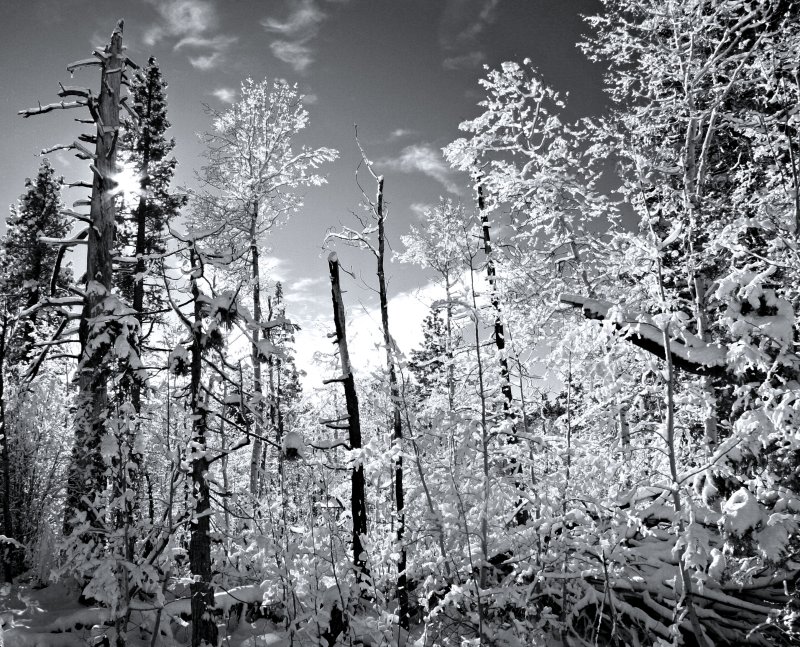 Snow in Broken Forest