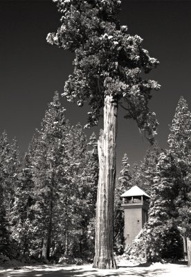 Big Tree Watertower