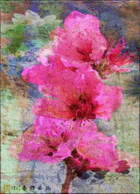 Cherry Blossom