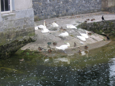 swans on the Corrib, Galway City