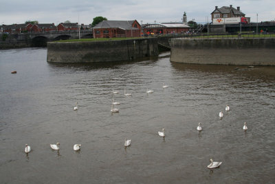 swans on the River Shannon