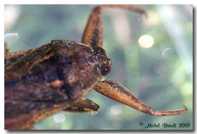 Npe cendre - Nepa Cinerea