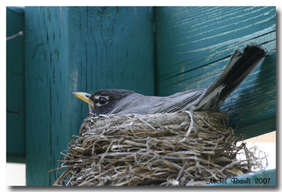 Merle d'Amrique - American Robin