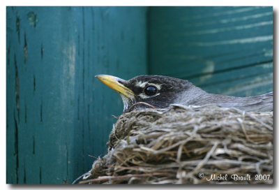Merle d'Amrique - American Robin