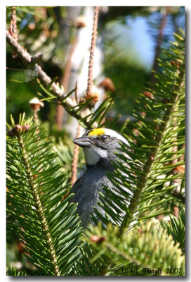 Bruant  gorge blanche - White-throated Sparrow