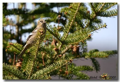 Female white-winged crossbill