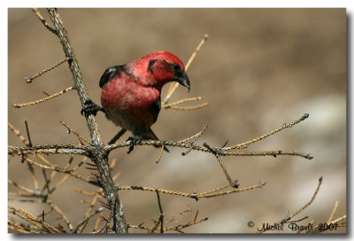 Male white-winged crossbill