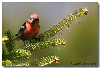 Bec crois bifasci - White-winged Crossbill