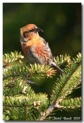 Immature white-winged crossbill