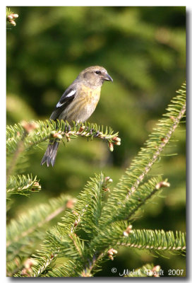 Female white-winged crossbill