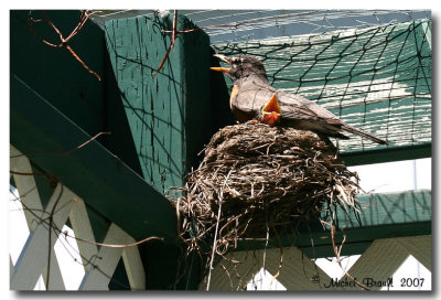 Merle d'Amrique - American Robin