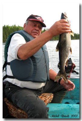 Truite grise - Lake trout