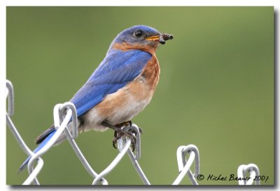 Merle Bleu - Eastern Bluebird