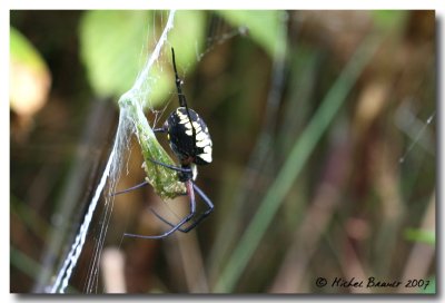 Black and yellow argiope , Argiope aurantia