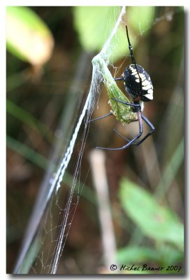 Black and yellow argiope , Argiope aurantia