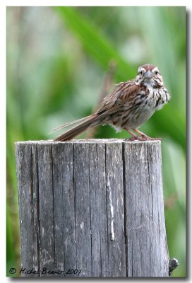 Bruant chanteur - Song sparrow